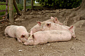 Pigs lying in mud