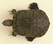 Red-eared terrapin