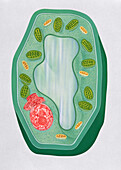 Plant cell structure, illustration