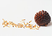 Pine cone and seeds