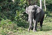 Indian bull elephant in musth