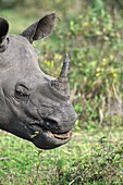 Indian one-horned rhinoceros