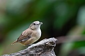 Abbott's babbler