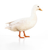 White call duck