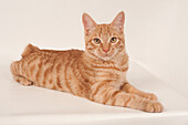 Kurilian shorthair cat
