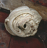 Queen wasp leaving nest