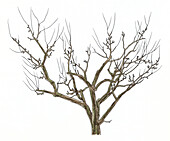 Apple (Malus sp.) tree, illustration