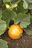 Pumpkin (Curbita maxima)