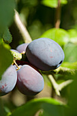 Plums 'Laxton's Cropper'
