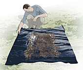 Catching ants, illustration