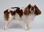 Side view of King Charles Spaniel Dog