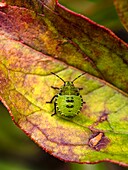 Green shield bug on peonia foliage