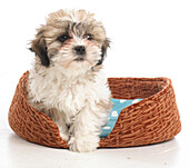 Shih Tzu puppy in dog bed