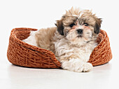 Shih Tzu puppy in dog bed, 8-week-old