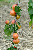 Apricot (Prunus armeniaca 'Tomcot')
