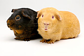 Two guinea pigs