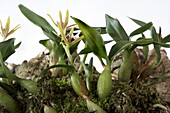 Dinema polybulbon orchid