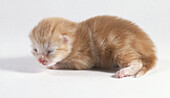 One day old ginger kitten