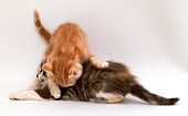 Two kittens play-fighting