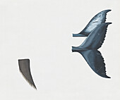 Baleen and tail from humpback whale, illustration