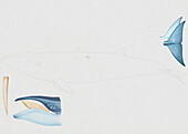 Flukes of pygmy right whale, illustration