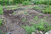 Uncultivated allotment plot