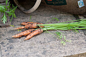 Carrot 'Resistafly' on patio