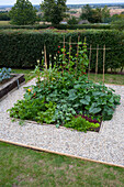 Flourishing vegetable garden