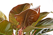Philodendron erubescens plant