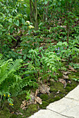 Leafy woodland plants along garden path