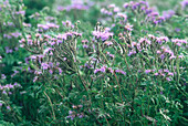 Purple wild flowers in field