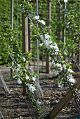 Fruit tree trained along canes and wires