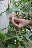 Tying tomato plants to canes for support