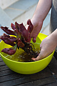 Washing the roots of a carnivorous plant