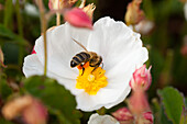 Bee on rock rose (Cistus x corbariensis)