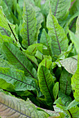 Sorrel 'Red Veined'