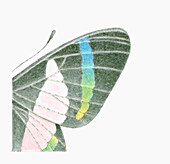 Butterfly wing, illustration