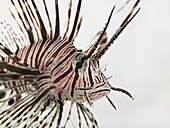 Red lionfish