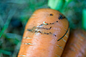 Carrot fly in carrot 'Volcano'