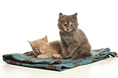 Two kittens sitting on blanket