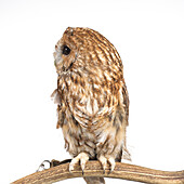 Young tawny owl