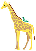 Bird perching on giraffe's back, illustration