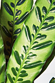 Calathea insignis plant