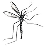Mosquito in flight, illustration