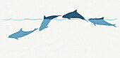 Melon-headed whale, illustration
