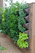 Herbs growing in pockets attached to wall