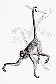 Spider Monkey hanging from branch by tail