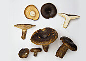 Ugly milk cap mushroom (Lactarius Necator)