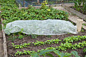 Fabric fleece mulch protecting vegetables