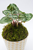 Moss pot containing Cyclamen hederifolium